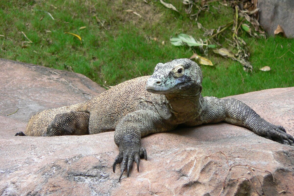 Komodo